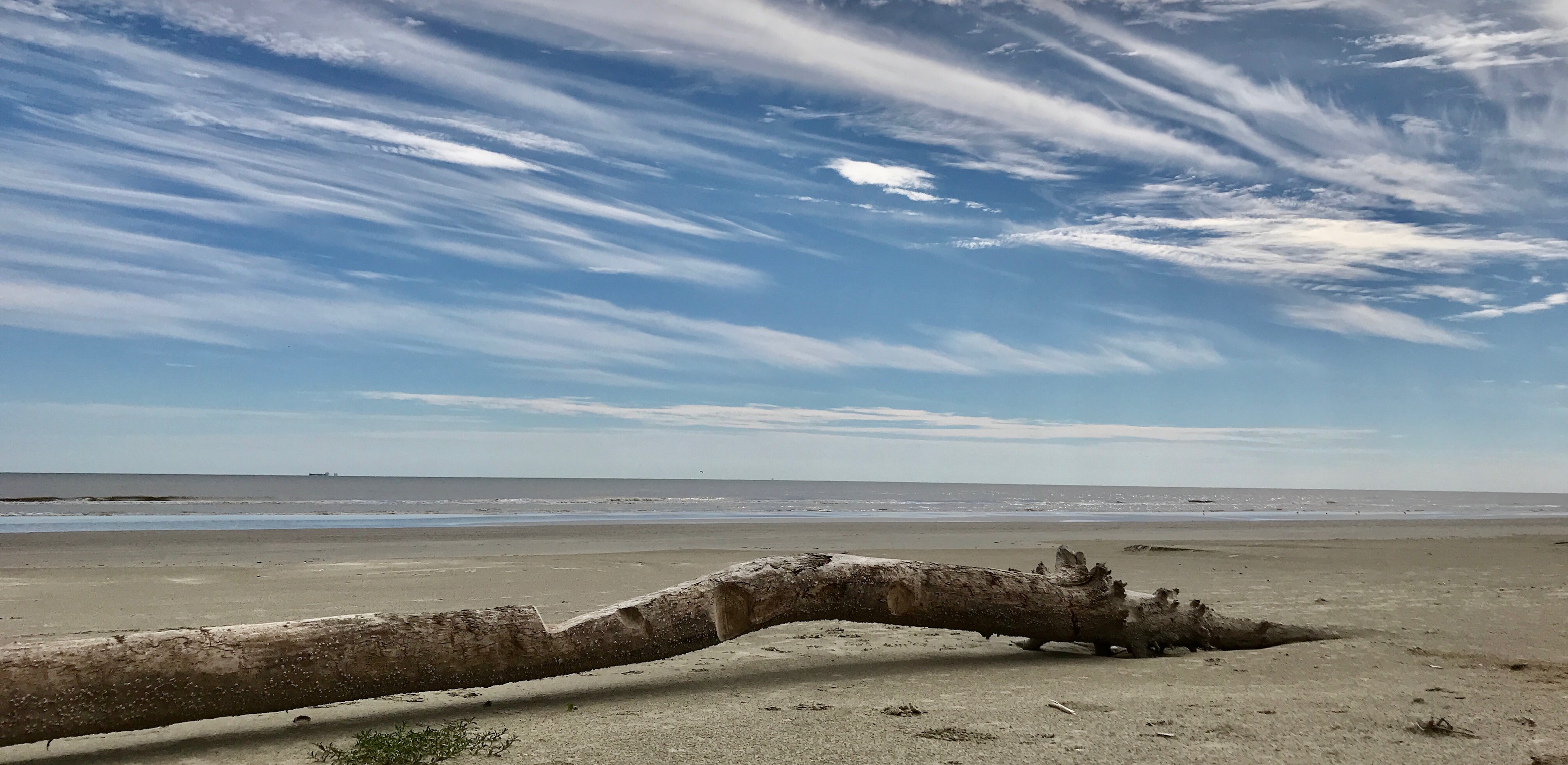 Driftwood resting on the sand