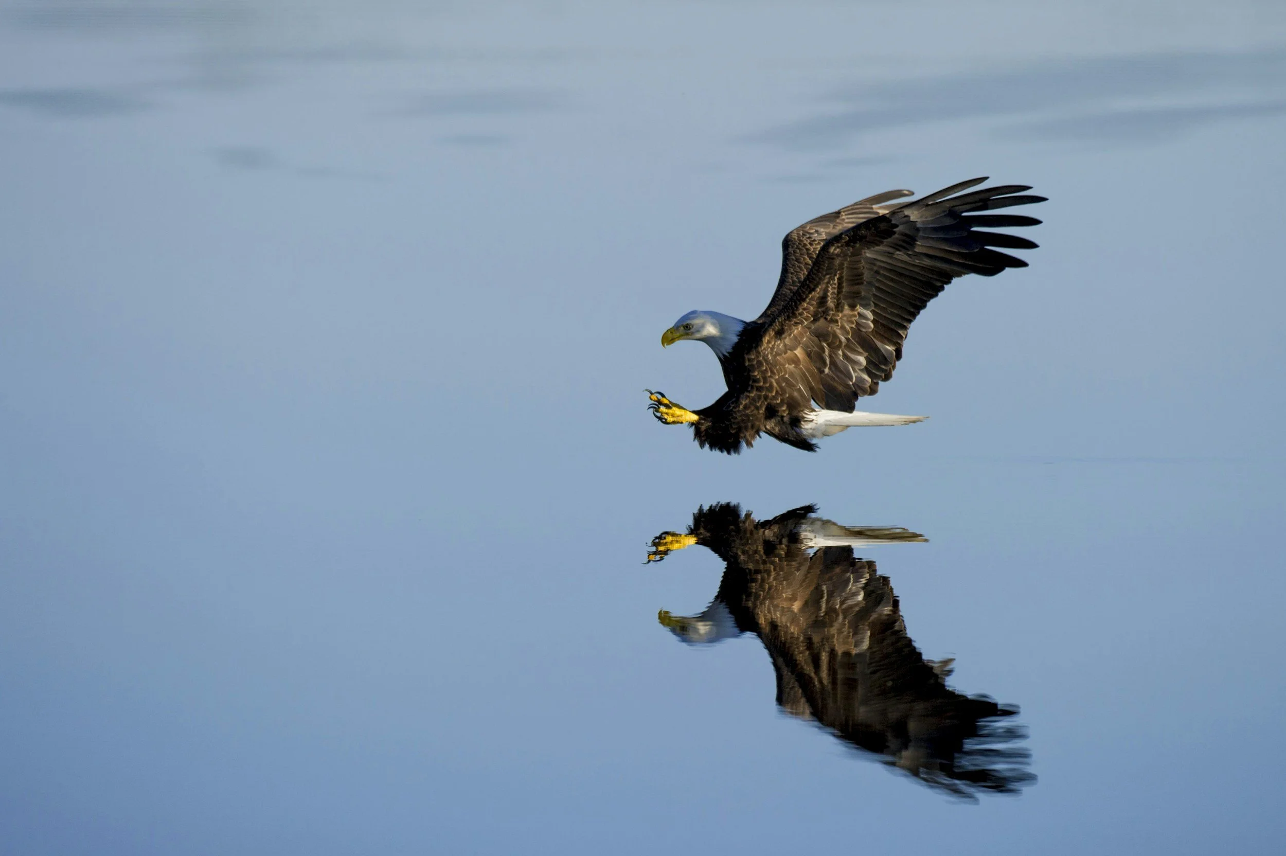 Eagle skimming still water, mirrored in its reflection