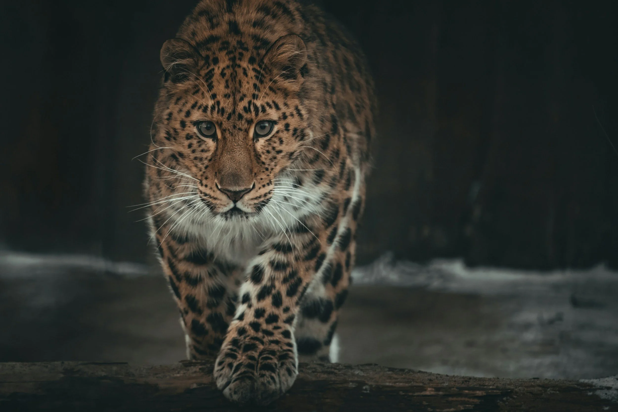 Leopard walking forward
